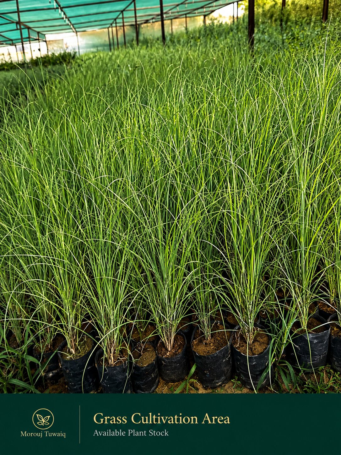 Native grass nursery