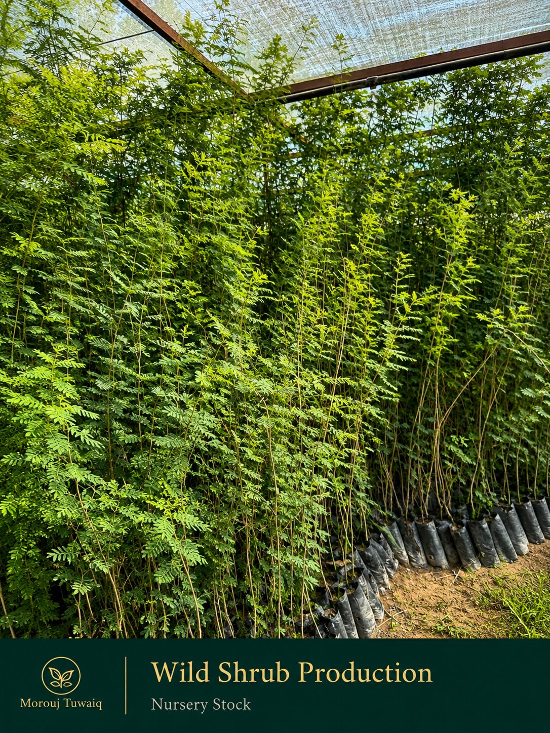 Wild shrub nursery