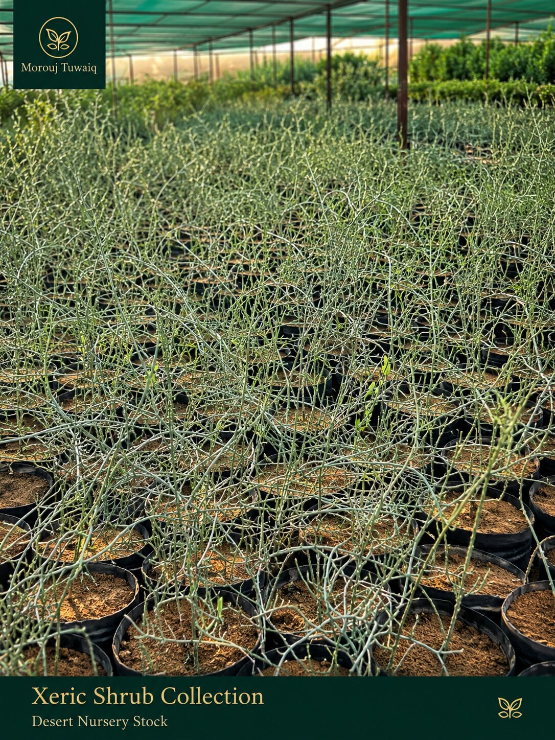 Xeric shrub collection