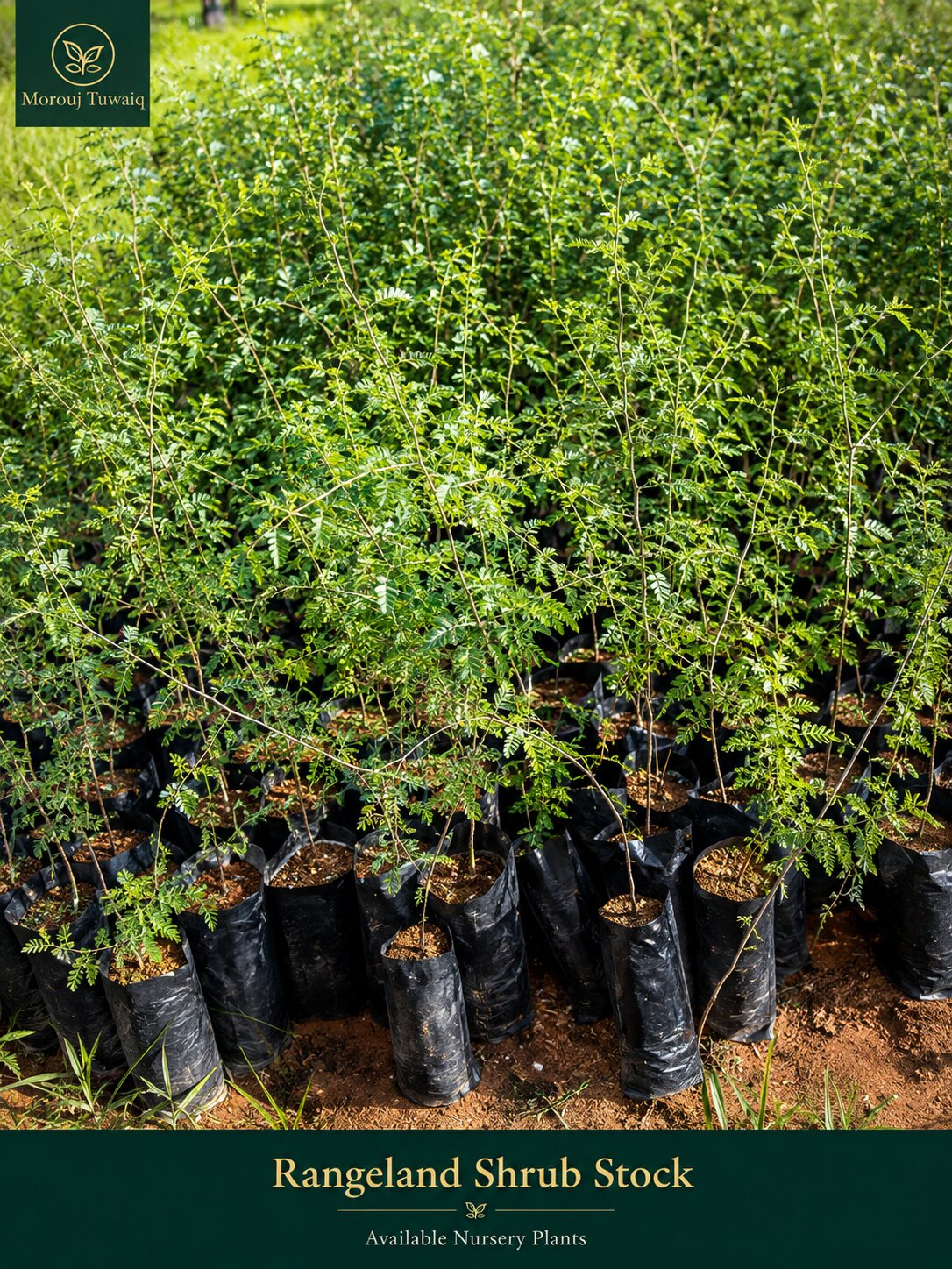Native shrub nursery stock